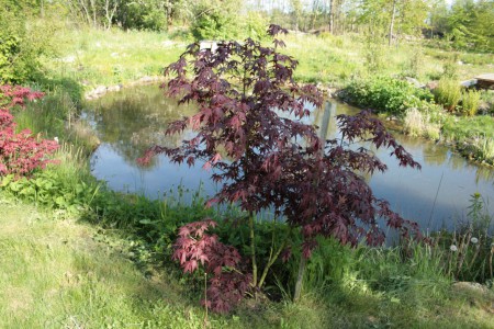 Japansk lönn vid lilla dammen